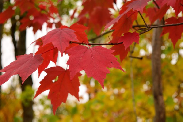 Red Maple ID, Size & Growth Rate | Pet-Safe Planting & Care | Maple Comparison