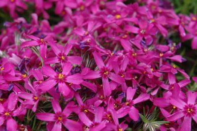 Pet Safe & Resistant Moss Phlox: ID, Spread, Sun Needs & Landscape Ideas vs Bryophyte