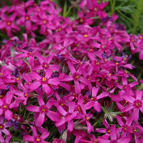 Pet Safe & Resistant Moss Phlox: ID, Spread, Sun Needs & Landscape Ideas vs Bryophyte