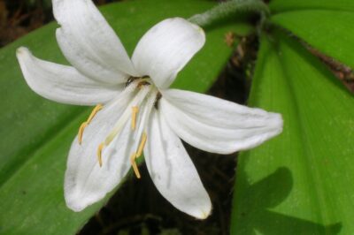 Bride’s Bonnet/ Queen’s Cup Specs, ID & Pet Safe Care Tips | Role in Native Meds & Forest Ecosystem