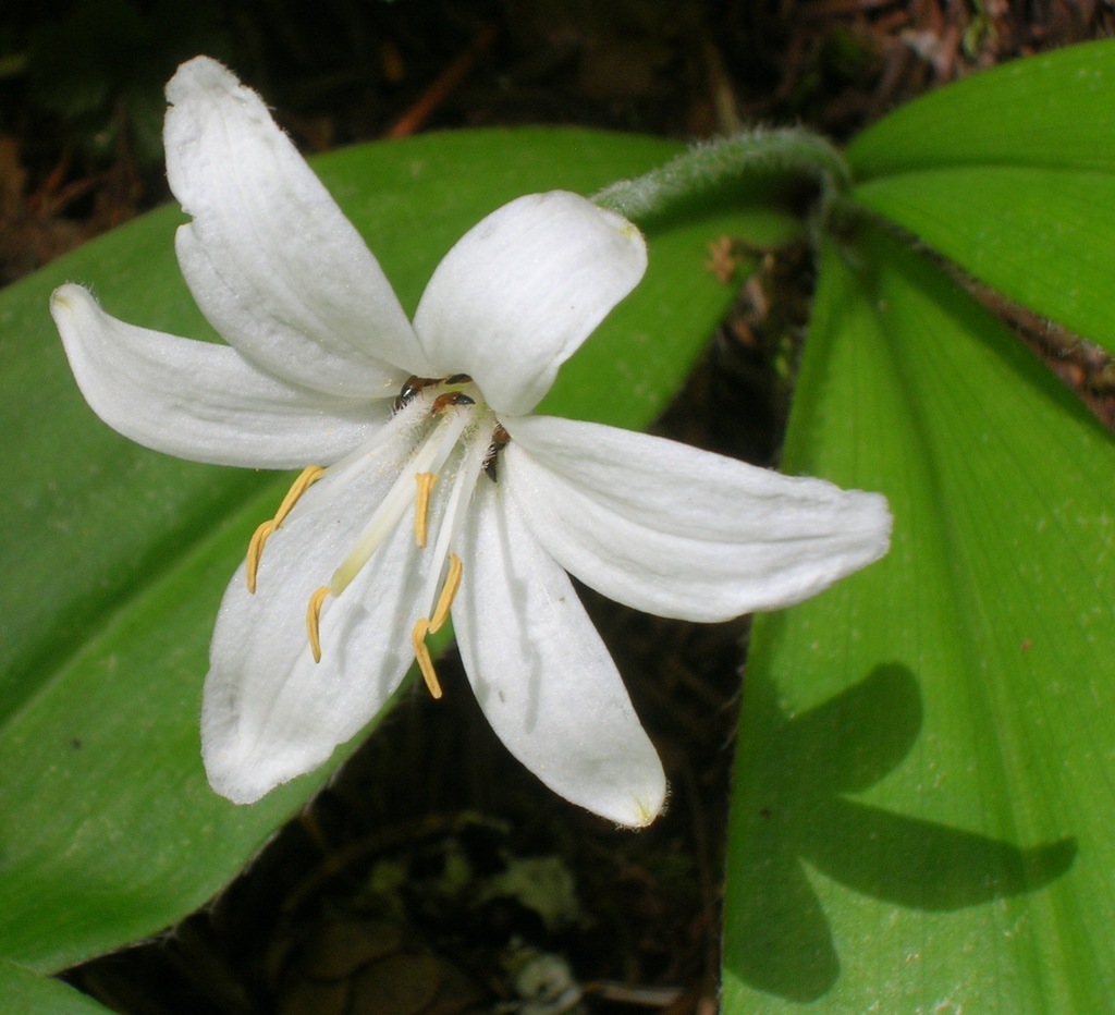 Bride's Bonnet/ Queen's Cup Specs, ID & Pet Safe Care Tips | Role in Native Meds & Forest Ecosystem