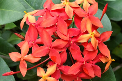 Pet Safe Pollinator Magnet Jungle Geranium: ID, Health Benefits, Indoor/ Outdoor Care & Revival Tips