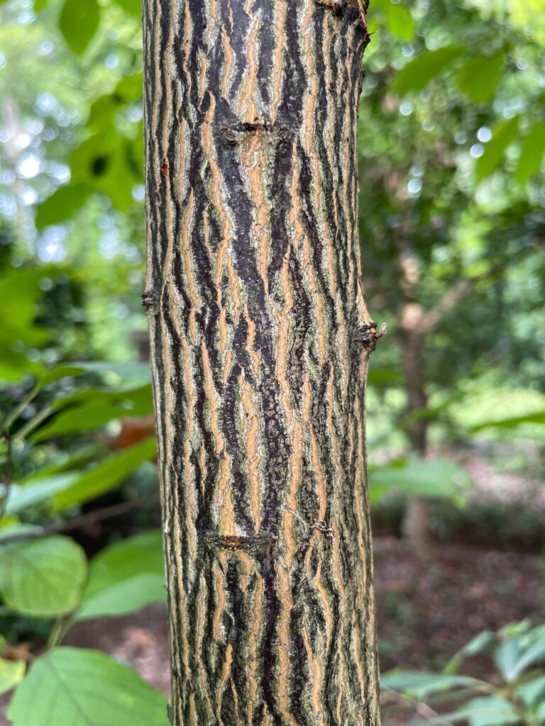 silver bell Unique Bark Patterns and Tree Structure