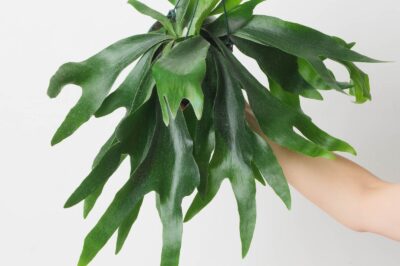 Platycerium Alcicorne “Staghorn Fern” Cost, Creative Display & Pet Safe Care Tips: Madagascar vs African