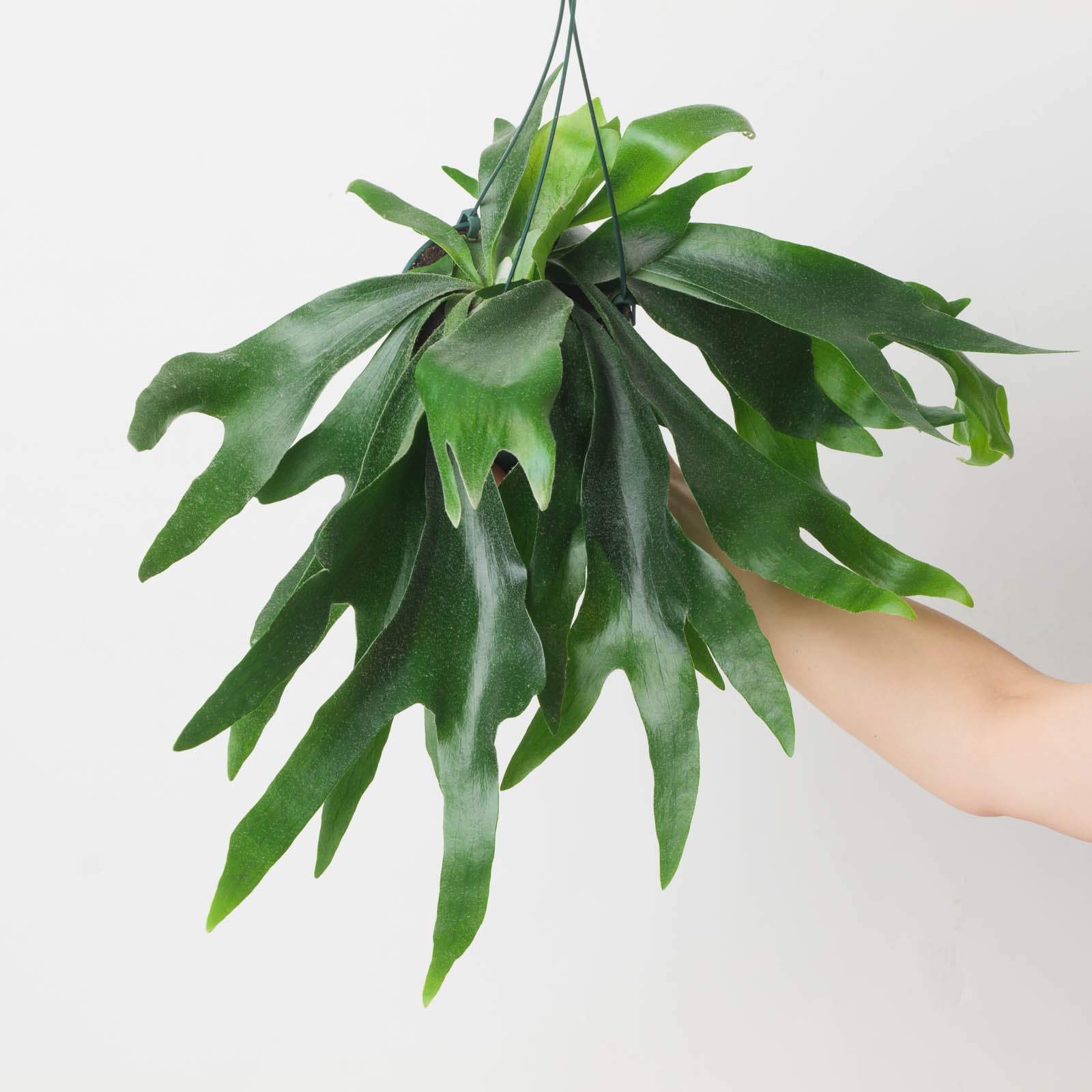 Platycerium Alcicorne "Staghorn Fern" Cost, Creative Display & Pet Safe Care Tips: Madagascar vs African