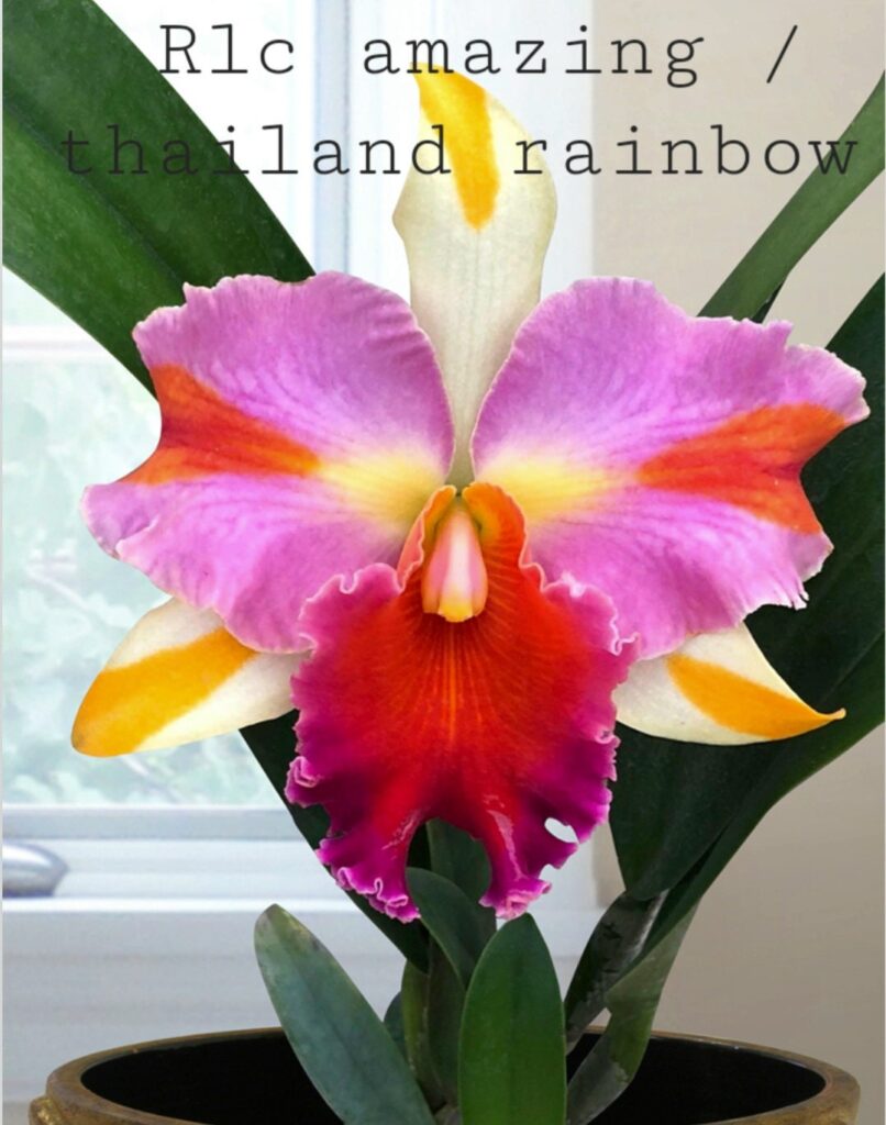 "Rainbow Orchid" refers to several vibrant, multicolored orchid varieties rather than a single species, with Oncidium 'Rainbow' and Rhyncholaeliocattleya Amazing Thailand 'Rainbow' being popular examples