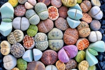 Lithops “Living Stones” Pet Safe Care to Increase Blooms in Soil Mixes vs Growing in Pebbles