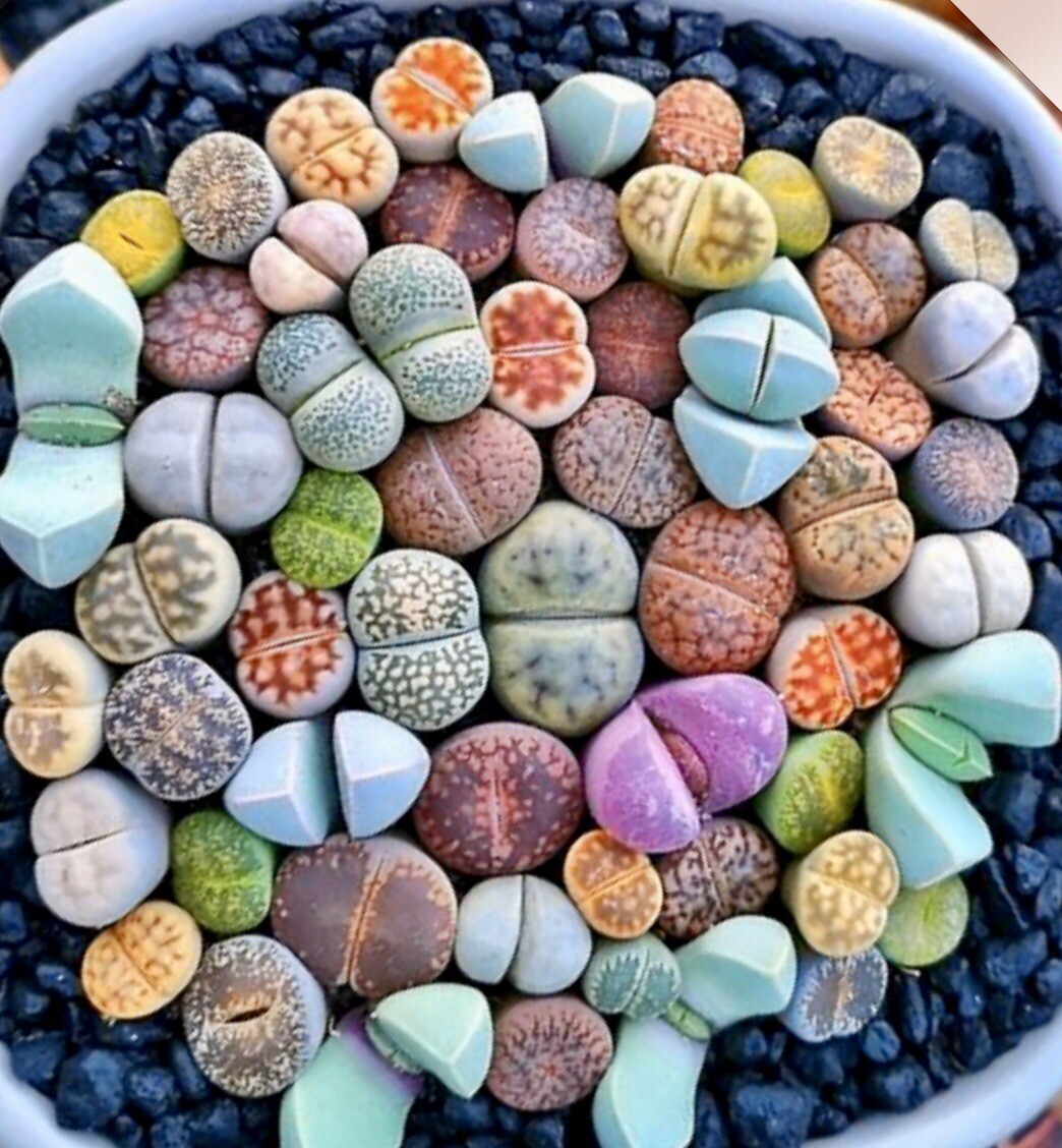 Lithops "Living Stones" Pet Safe Care to Increase Blooms in Soil Mixes vs Growing in Pebbles