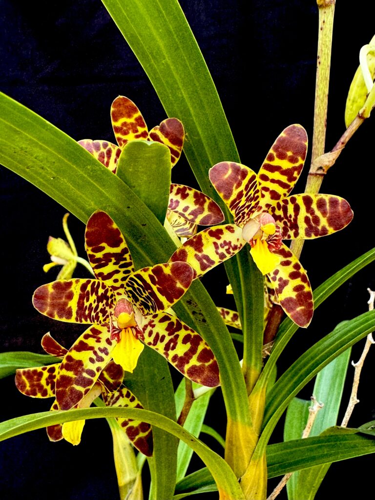 Leopard Orchid common names, native history & identification