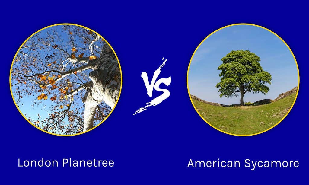 American Sycamore: vs London planetree: how to ID and compare