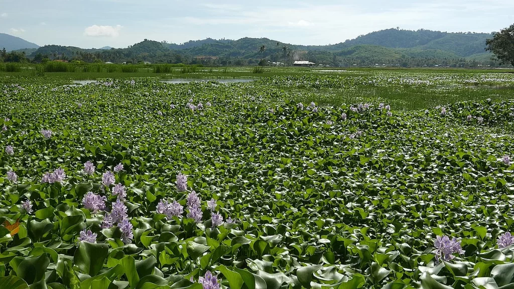 Water Hyacinth rapid growth & spreading nature