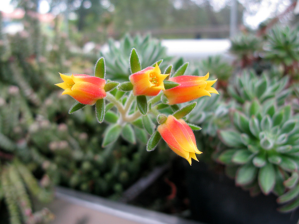 Plush Plant aka Red Echeveria: Names, ID & Easy Pet Safe Care Indoors & Outdoors