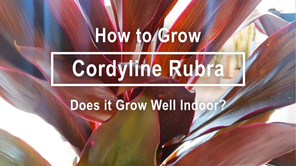 how to grow Red Palm Lily (Cordyline rubra) indoors