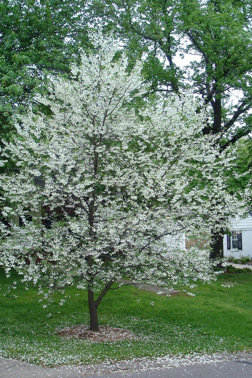 nontoxic Silver Bell Tree Size and Growth Expectations