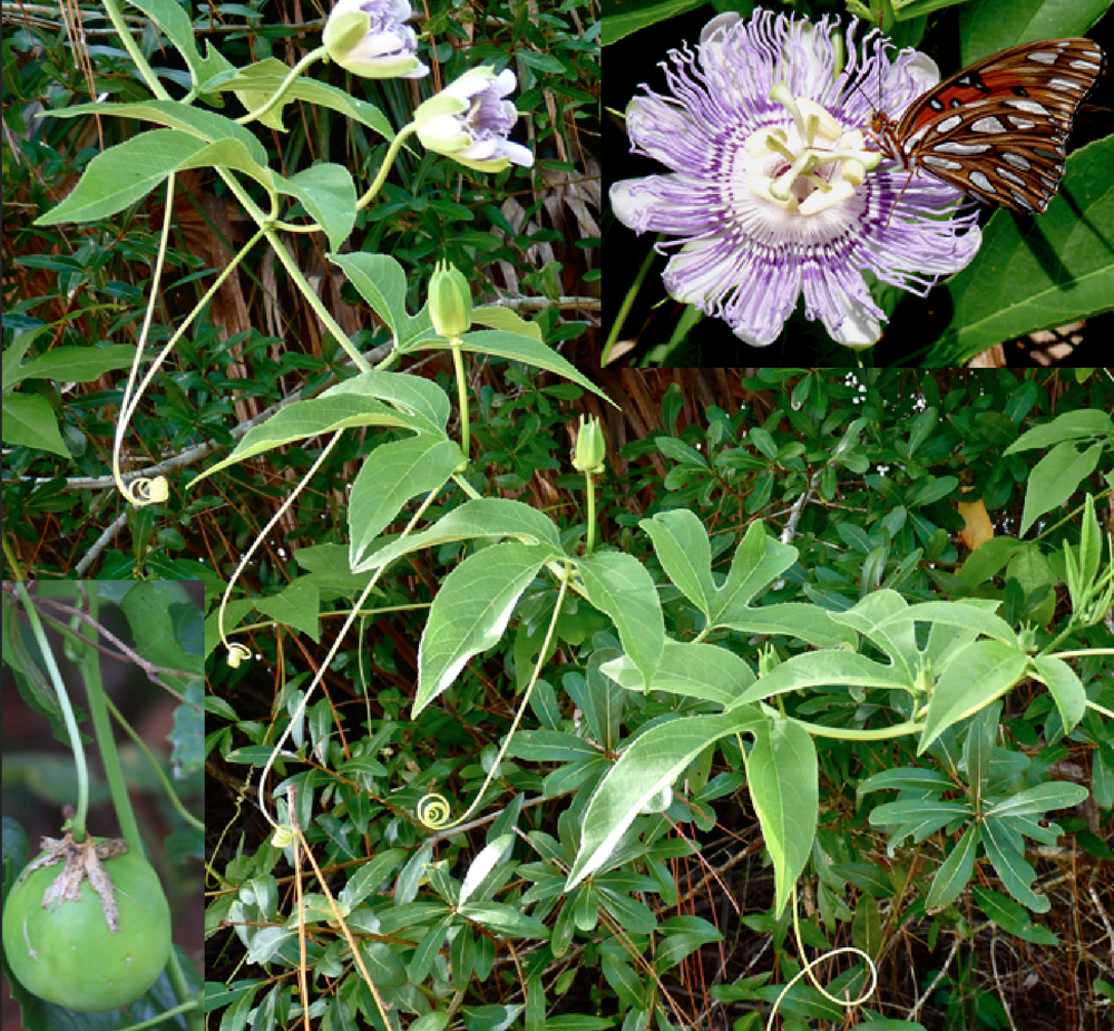 Passiflora incarnata aka Maypop or Purple Passionflower vine