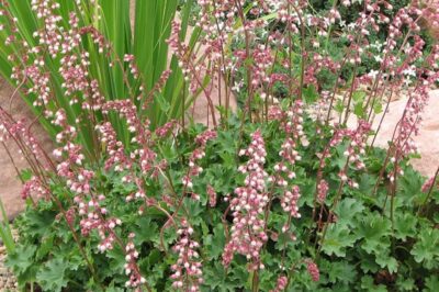 Pet Safe Hookera Pulchella Coral Bells Care: Propagation & Outdoor Planting Tips to Increase Blooms Even in Shade