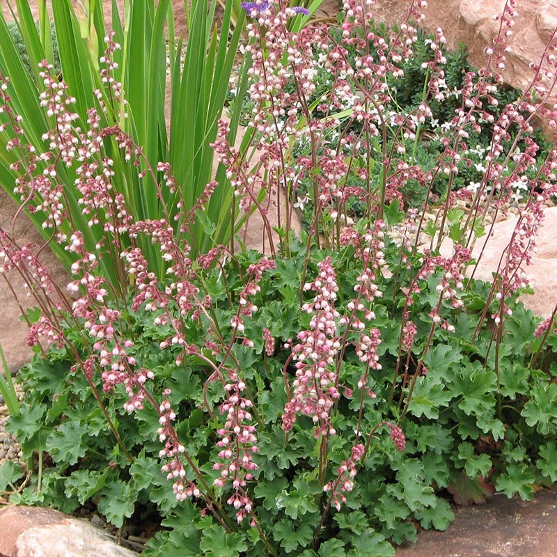 Pet Safe Hookera Pulchella Coral Bells Care: Propagation & Outdoor Planting Tips to Increase Blooms Even in Shade