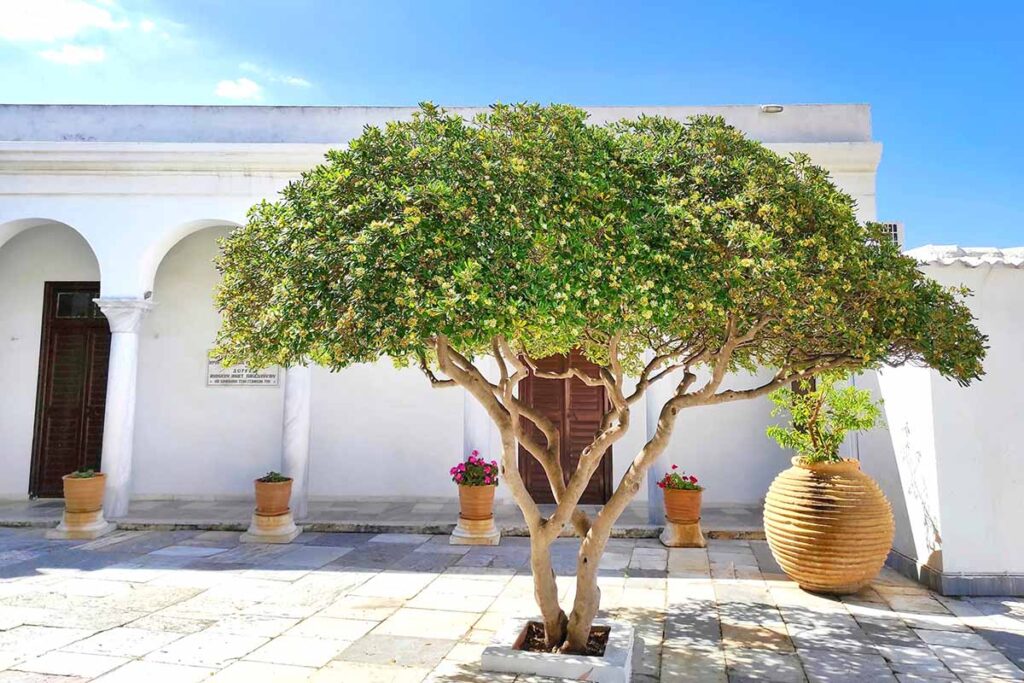 Japanese Pittosporum "Mock Orange" Tree Pros, Cons & Pet Safe Care: ID, Growth Rate & Size | Bonsai Potential