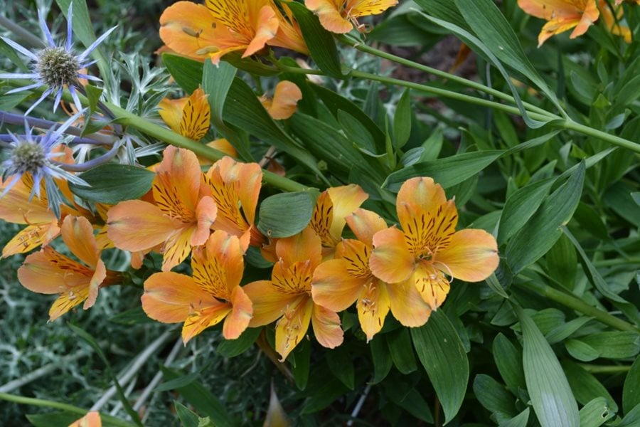 Identifying pet safe Peruvian Lily Alstroemeria by unusual twisted leaves