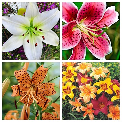 true lilies for identification since highly toxic to cats and not pet safe