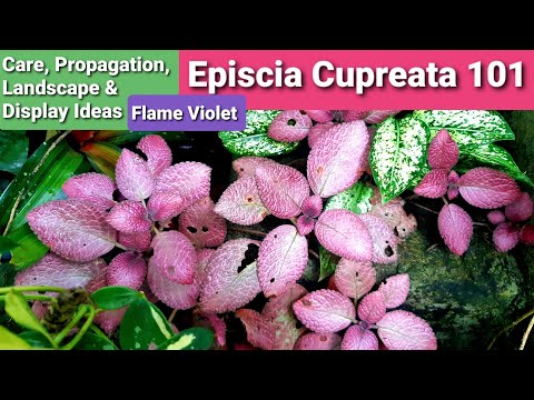 Pink Brocade "Flame Violet" common problems and quick solutions