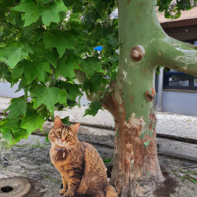 dog and cat safe American sycamore tree can provide nontoxic shade for people and pets