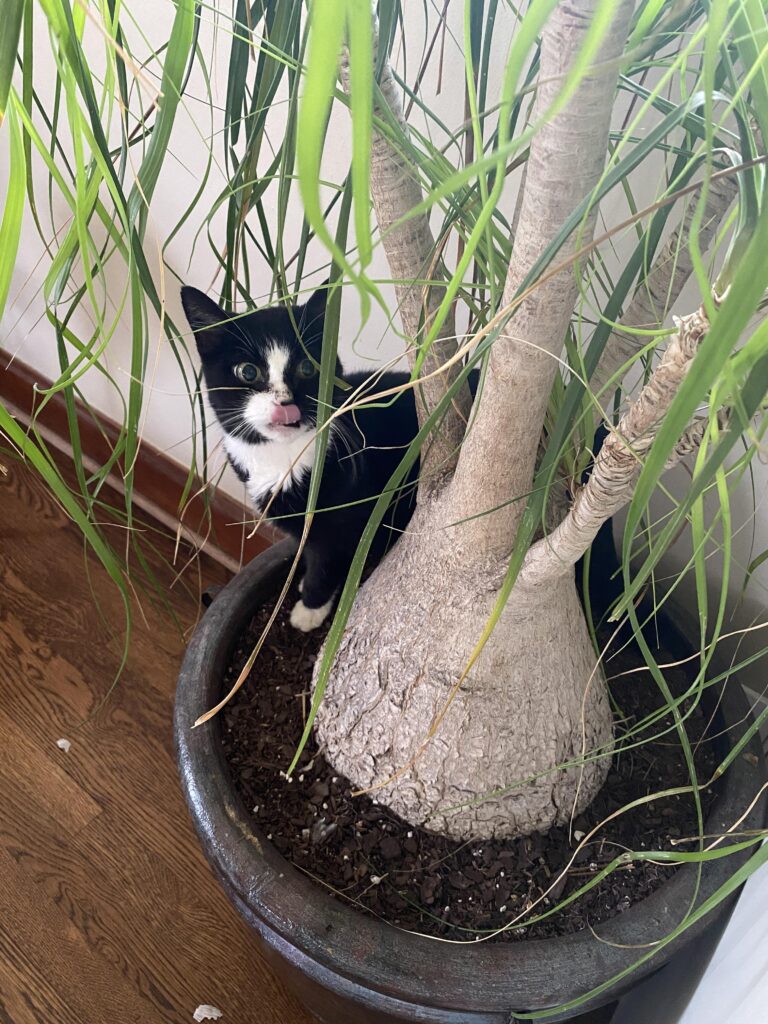 cat safe ponytail palm aka Elephant's Foot & Bottle Palm