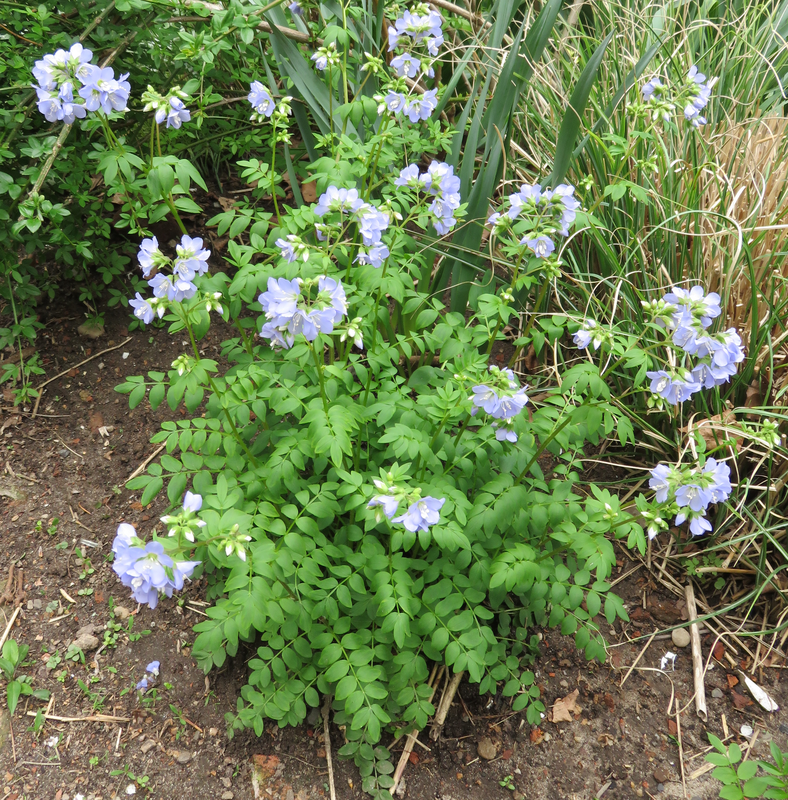 Jacob’s Ladder in Pet Safe Shade Garden: Care & Revival for Blooms w/o Invasive Spread