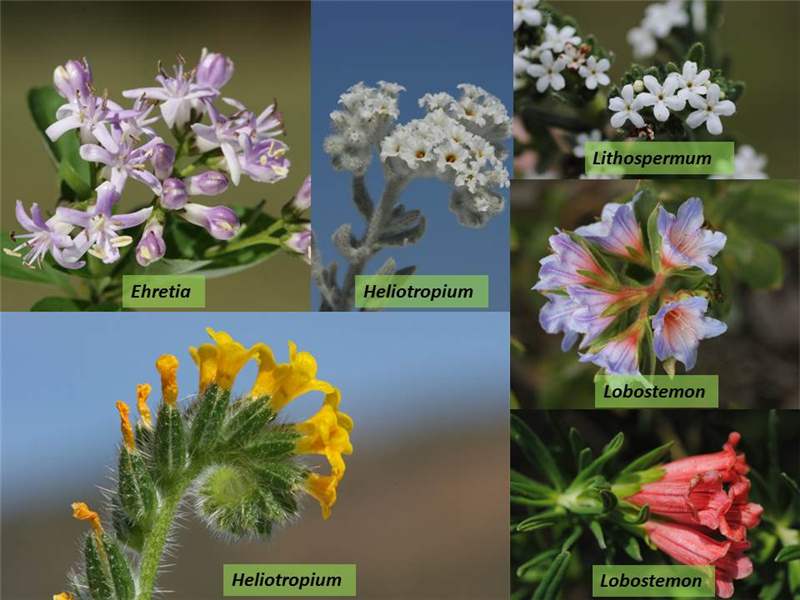 Boraginaceae family includes Heliotrope refers primarily to plants in the genus Heliotropium like Heliotropium arborescens