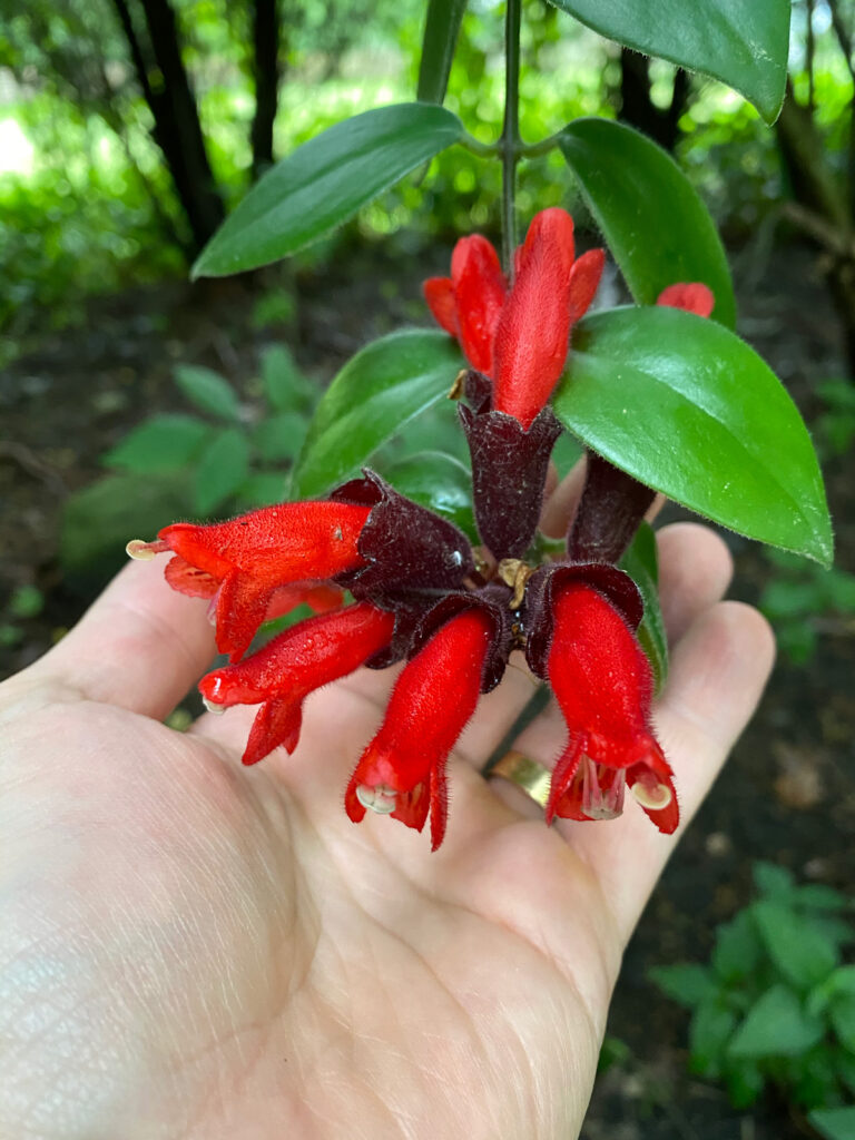 pet safe Lipstick Plant how to identify and how got name since looks like red lipstick