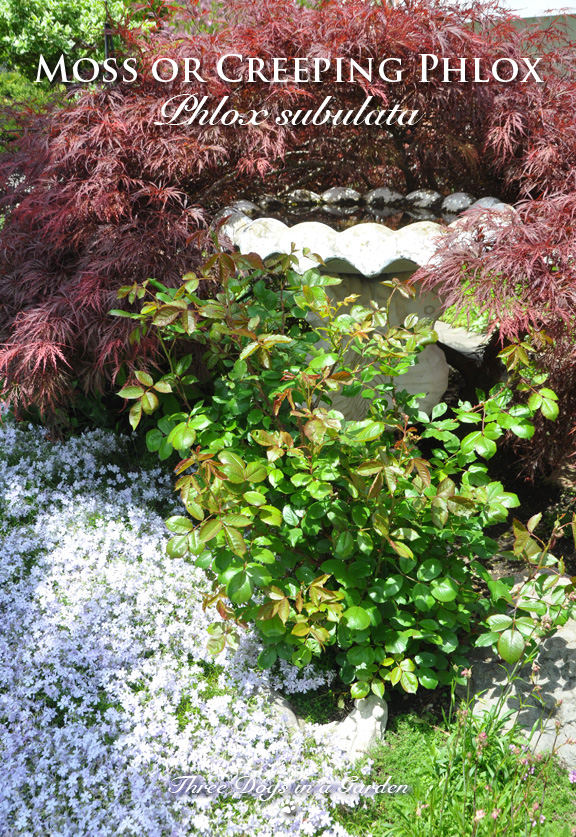 Pet Safe & Resistant Moss Phlox: ID, Spread, Sun Needs & Landscape Ideas vs Bryophyte