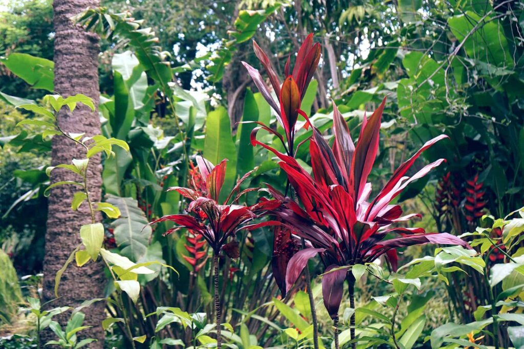 how to grow Red Palm Lily (Cordyline rubra) outdoors & pet safe care tips