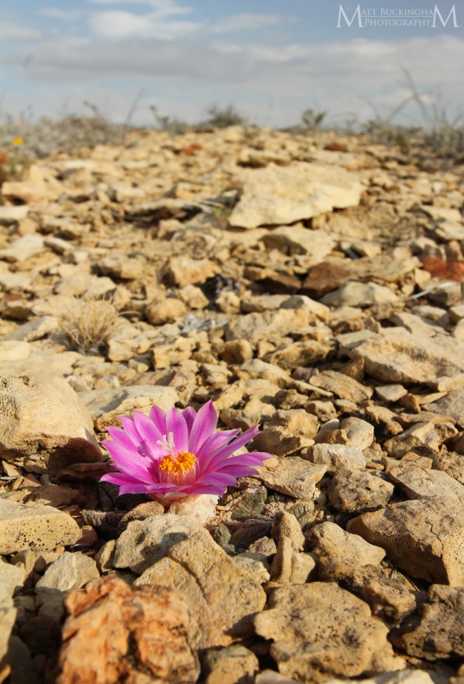 Living Rock Cactus ID & Pet Safe Care Indoor & Out: Legalities due to CITES Protection and Collection Restrictions