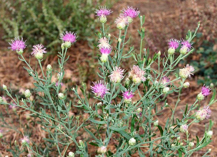 Russian Knapweed toxicity vs safety & chewing disease for horses