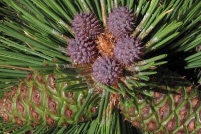 Blackjack Ponderosa Pine Comparison: Size, Care, Fire Safety, Edible Nuts & Pet Safety