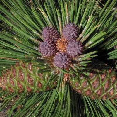 Blackjack Ponderosa Pine Comparison: Size, Care, Fire Safety, Edible Nuts & Pet Safety