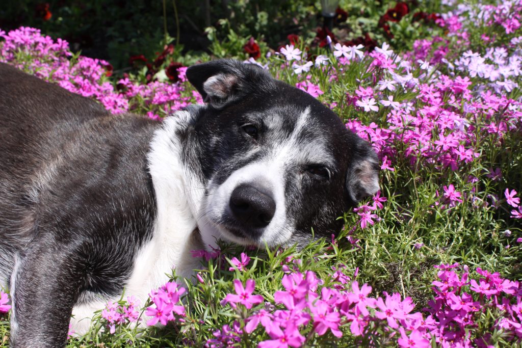 Pet Safe & Resistant Moss Phlox: ID, Spread, Sun Needs & Landscape Ideas vs Bryophyte