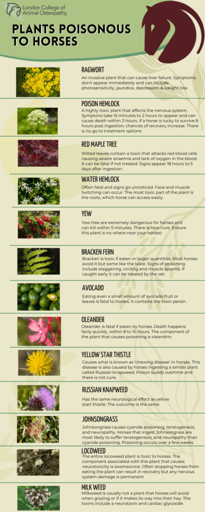 Barnaby's Yellow Star-Thistle Toxic to Horses Not Cats & Dogs: Removal & Control | vs Milk Thistle | Nontoxic Alts