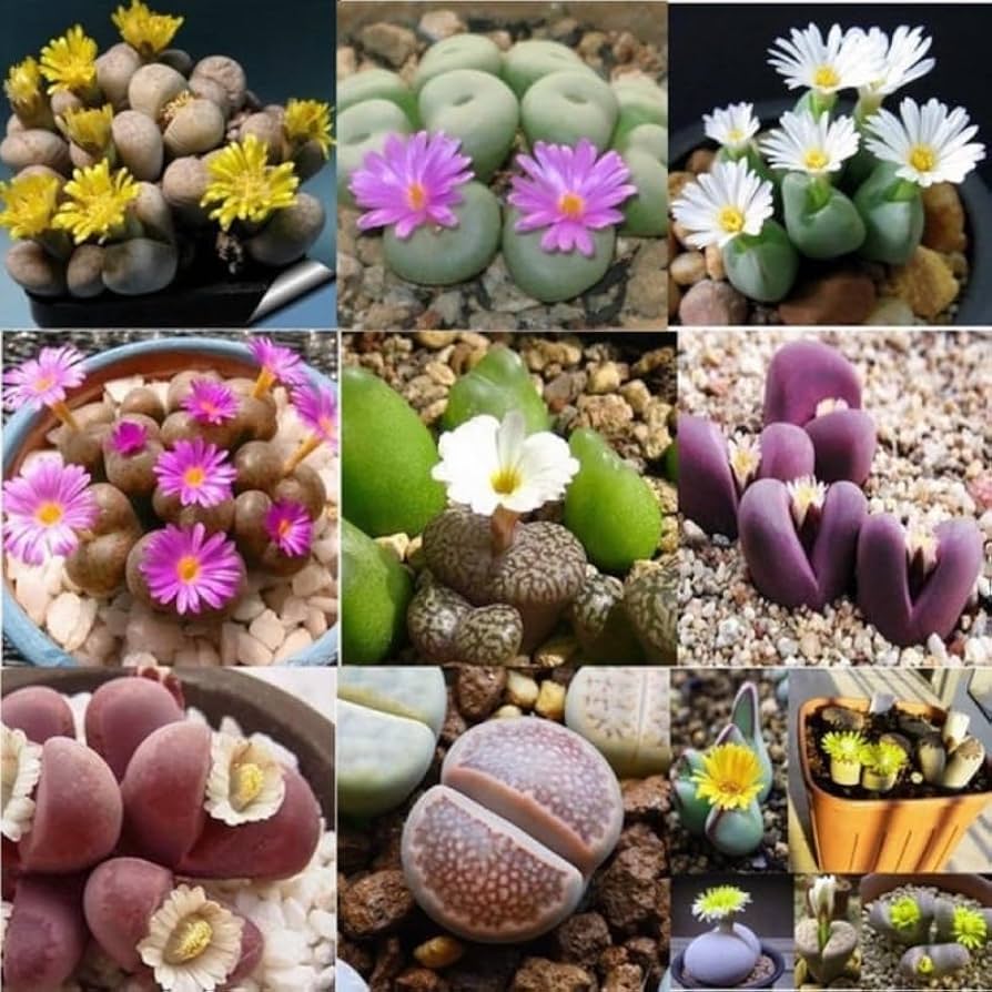 Lithops "Living Stones" Pet Safe Care to Increase Blooms in Soil Mixes vs Growing in Pebbles
