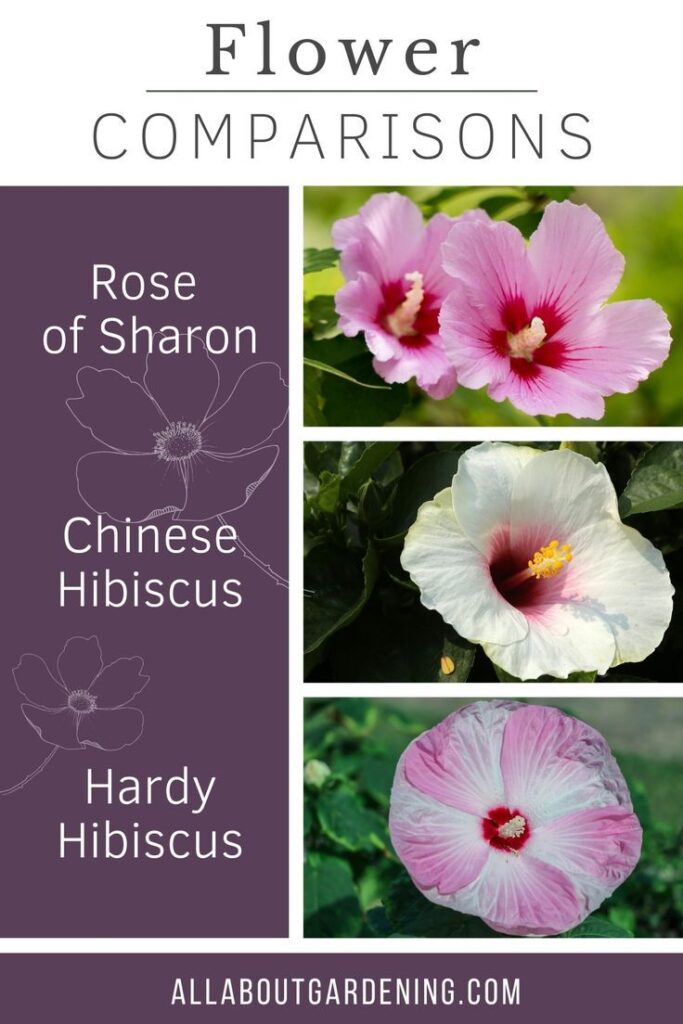 Rose of China vs Chinese Hibiscus vs Hardy Hibiscus comparison