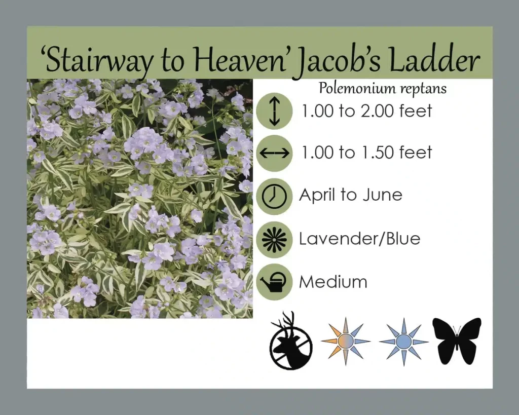 Jacob’s Ladder in Pet Safe Shade Garden: Care & Revival for Blooms w/o Invasive Spread