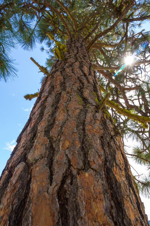 Blackjack Ponderosa Pine Comparison: Size, Care, Fire Safety, Edible Nuts & Pet Safety, lives lone since resistant to fire compared to many other tall trees
