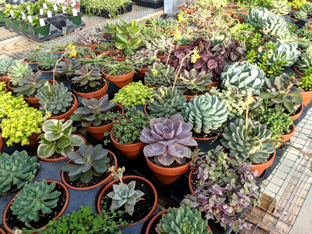 Living Rock Cactus ID & Pet Safe Care Indoor & Out: Legalities, Companion Plants & Psychoactive Uses