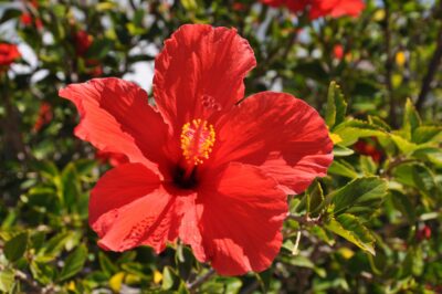 Rose of China ID & Pet Safe Care vs Hibiscus | Recipes & Remedies | Fragrance vs Rose Water