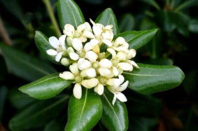 Japanese Pittosporum “Mock Orange” Tree Pros, Cons & Pet Safe Care: ID, Growth Rate & Size | Bonsai Potential