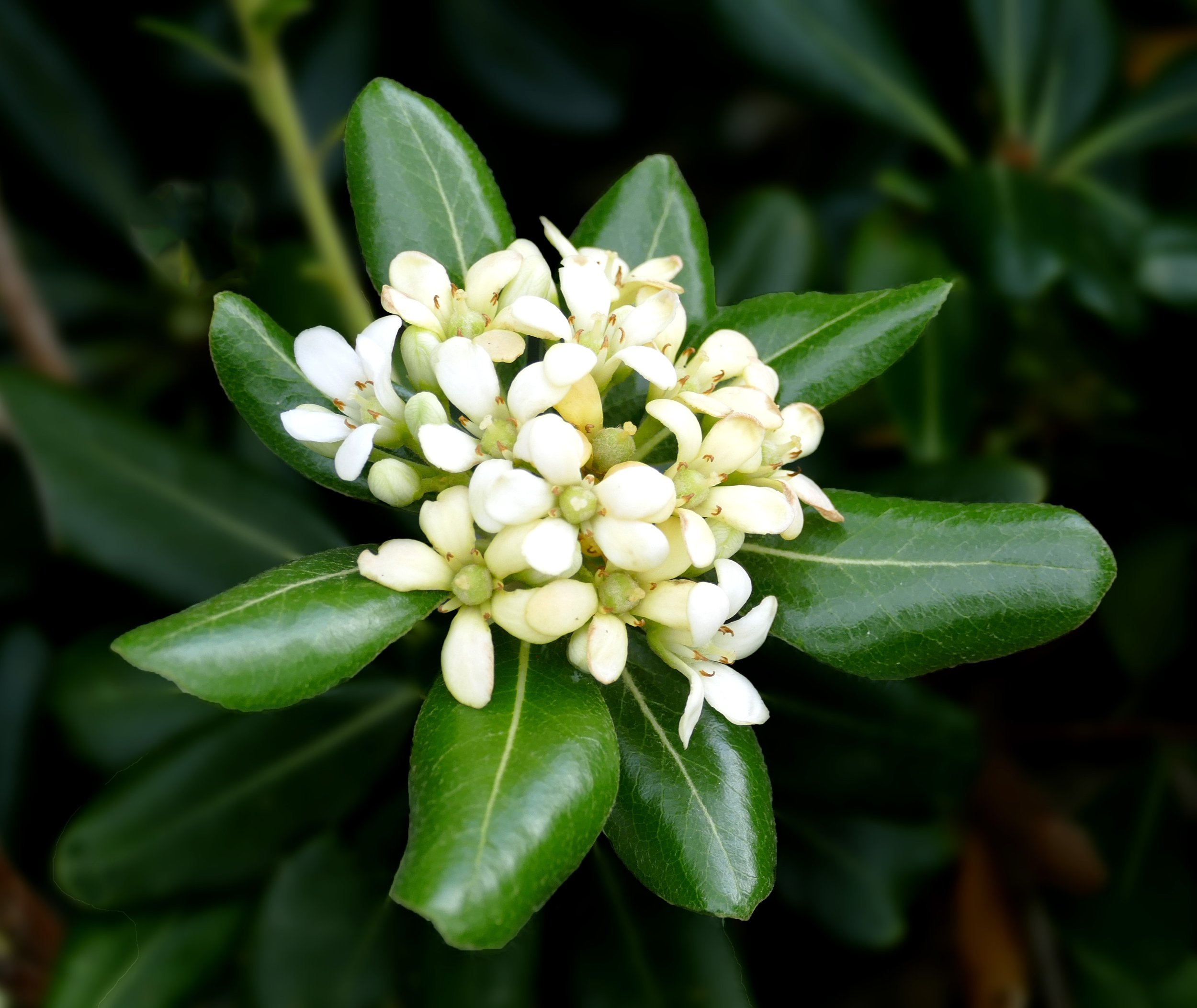 Japanese Pittosporum "Mock Orange" Tree Pros, Cons & Pet Safe Care: ID, Growth Rate & Size | Bonsai Potential