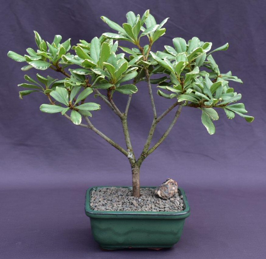 Japanese Pittosporum "Mock Orange" Tree Pros, Cons & Pet Safe Care: ID, Growth Rate & Size | Bonsai Potential