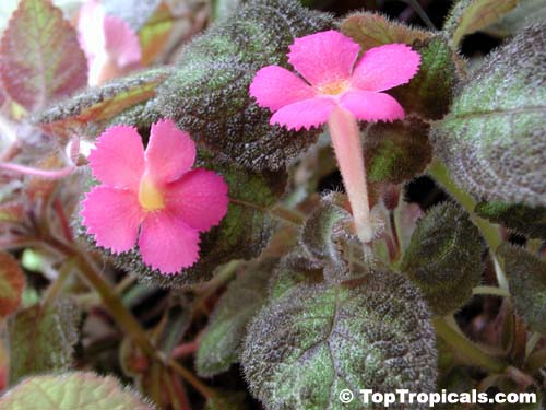 Pink Brocade "Flame Violet" looks like African violet but isn't related