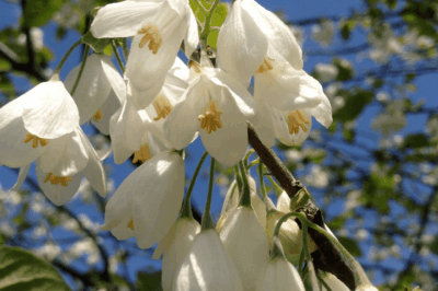 Silver Bell (Halesia tetraptera) ID & Pet Safe Care Guide: Size & Planting | Common vs Mountain Silverbell