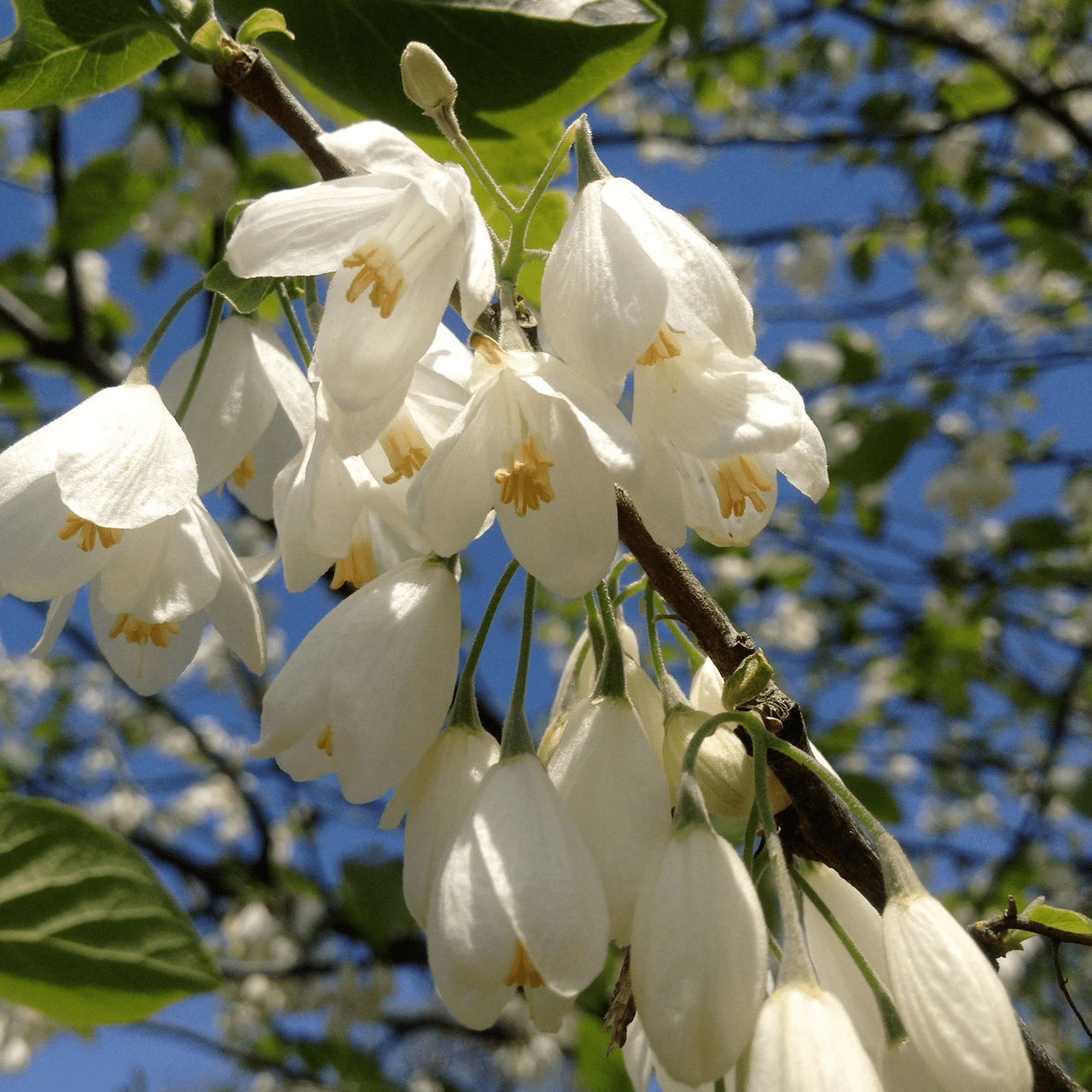 Silver Bell (Halesia tetraptera) ID & Pet Safe Care Guide: Size & Planting | Common vs Mountain Silverbell